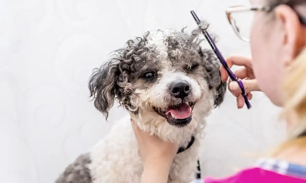 Groomer trimming a dog's fur.