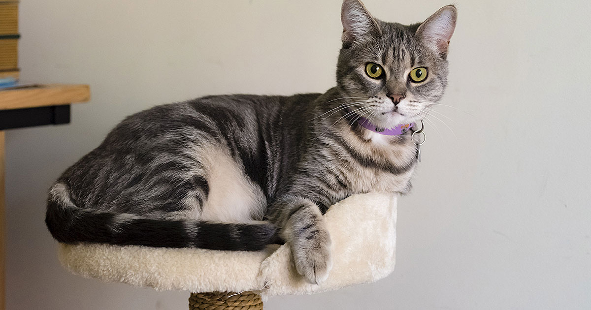 Recognizing Your Cat's Normal vs. Not Normal Zoetis Petcare