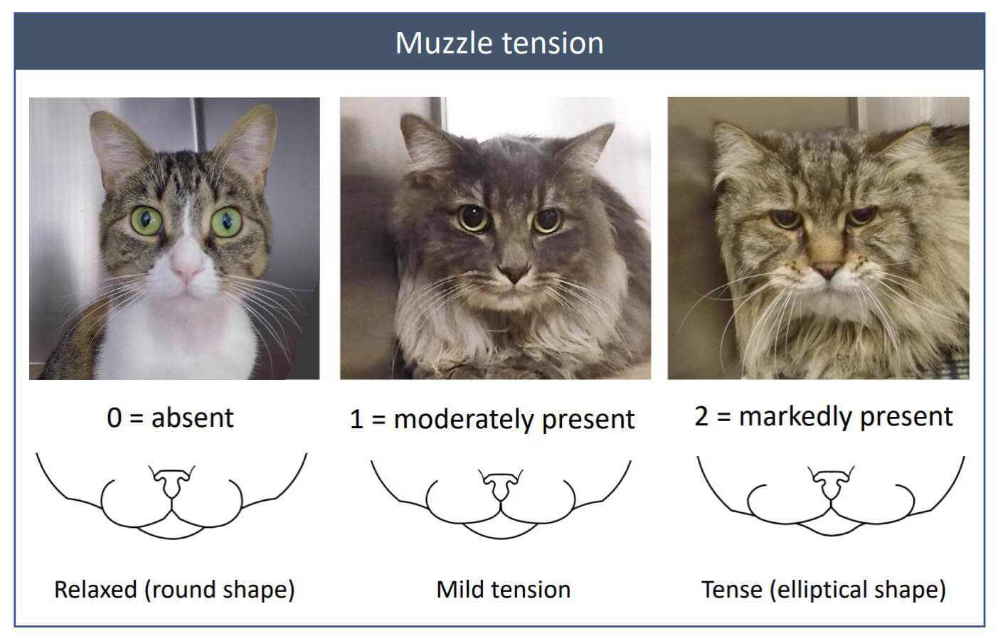 Feline muzzle tension