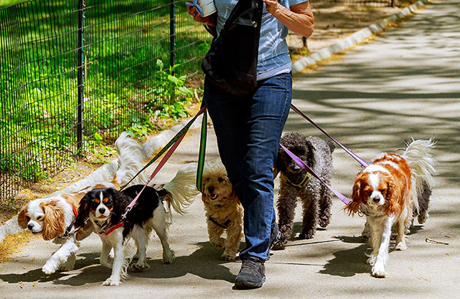 A woman walking four dogs on a leash.