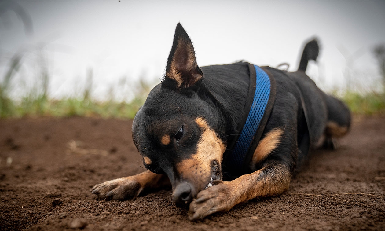 A black and brown dog laying down outside chewing its paw.