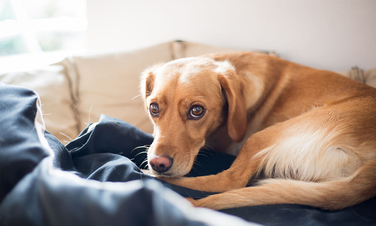 A brown dog laying on top of a bed.