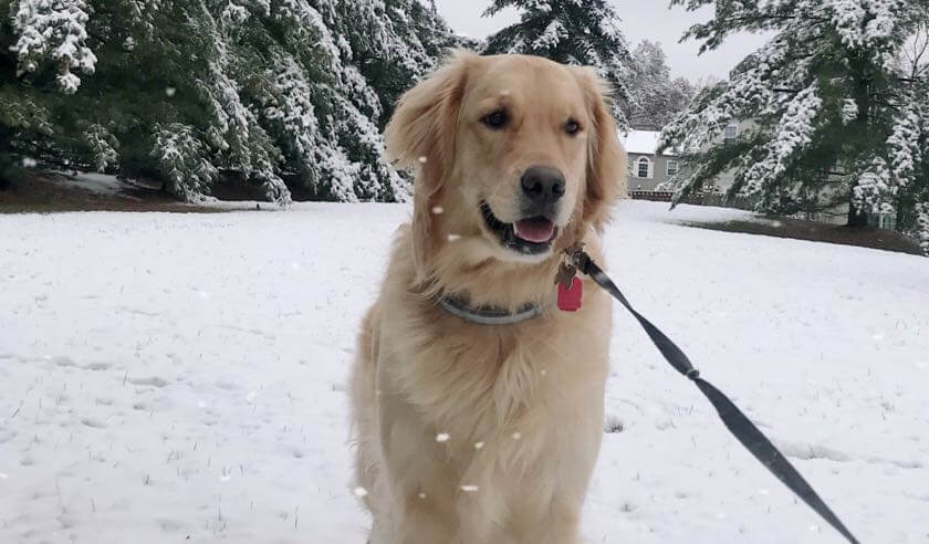 Dog Snow Safety 101