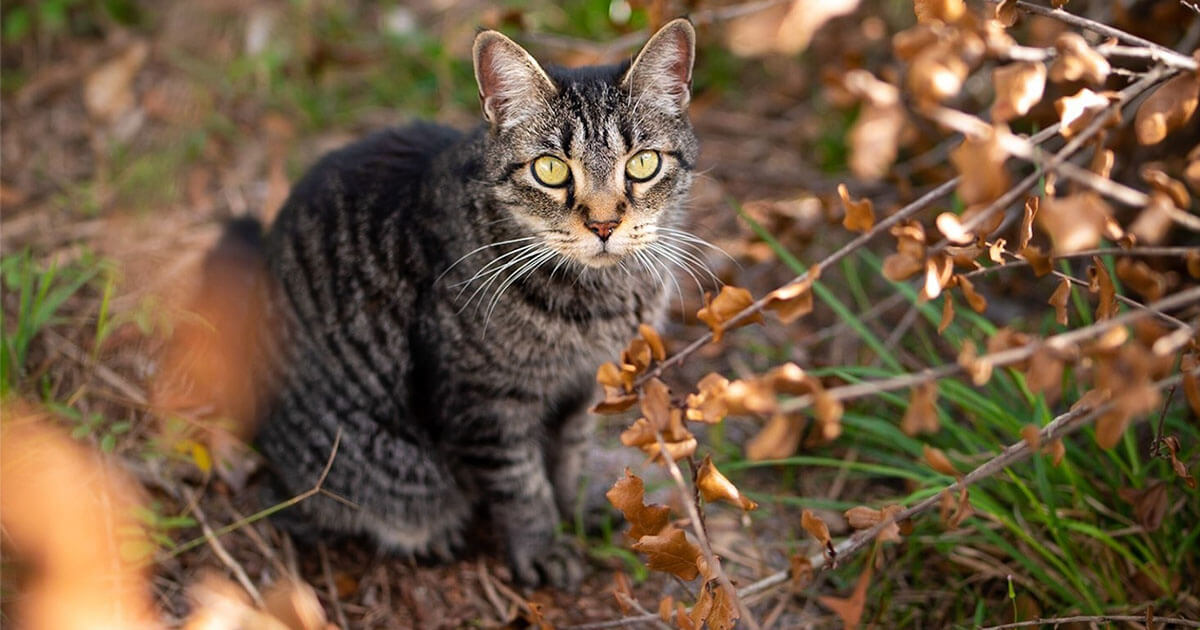 When is it Time to Put Your Pet Down? Zoetis Petcare