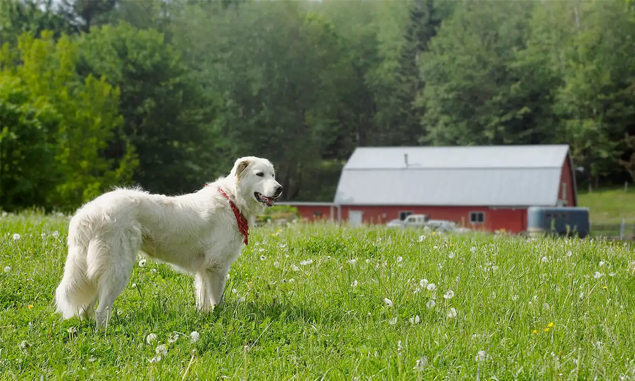 A white dog standing on top of a lush green field.