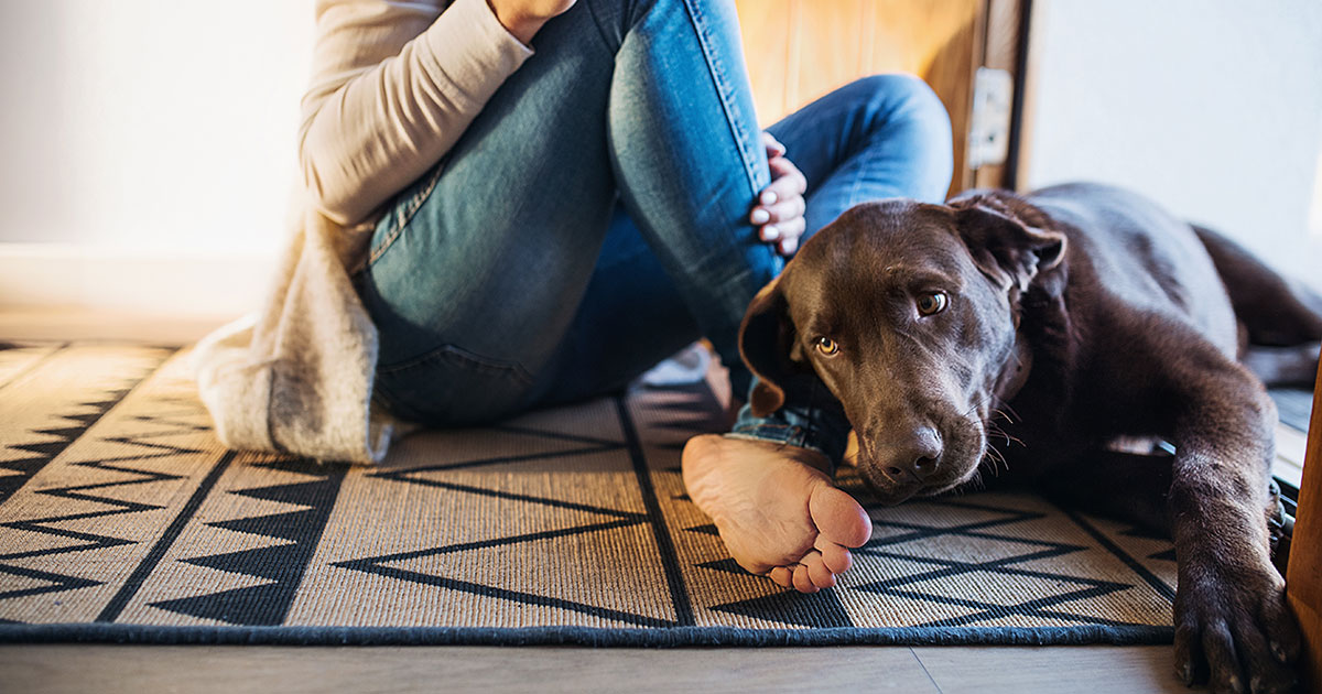 Image showcasing The Importance of Continuous Pain Management for Your Dog | Zoetis Petcare