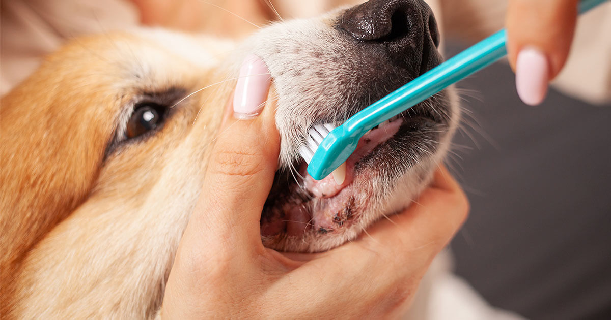 How to Keep Your Dog's Teeth Clean | Zoetis Petcare