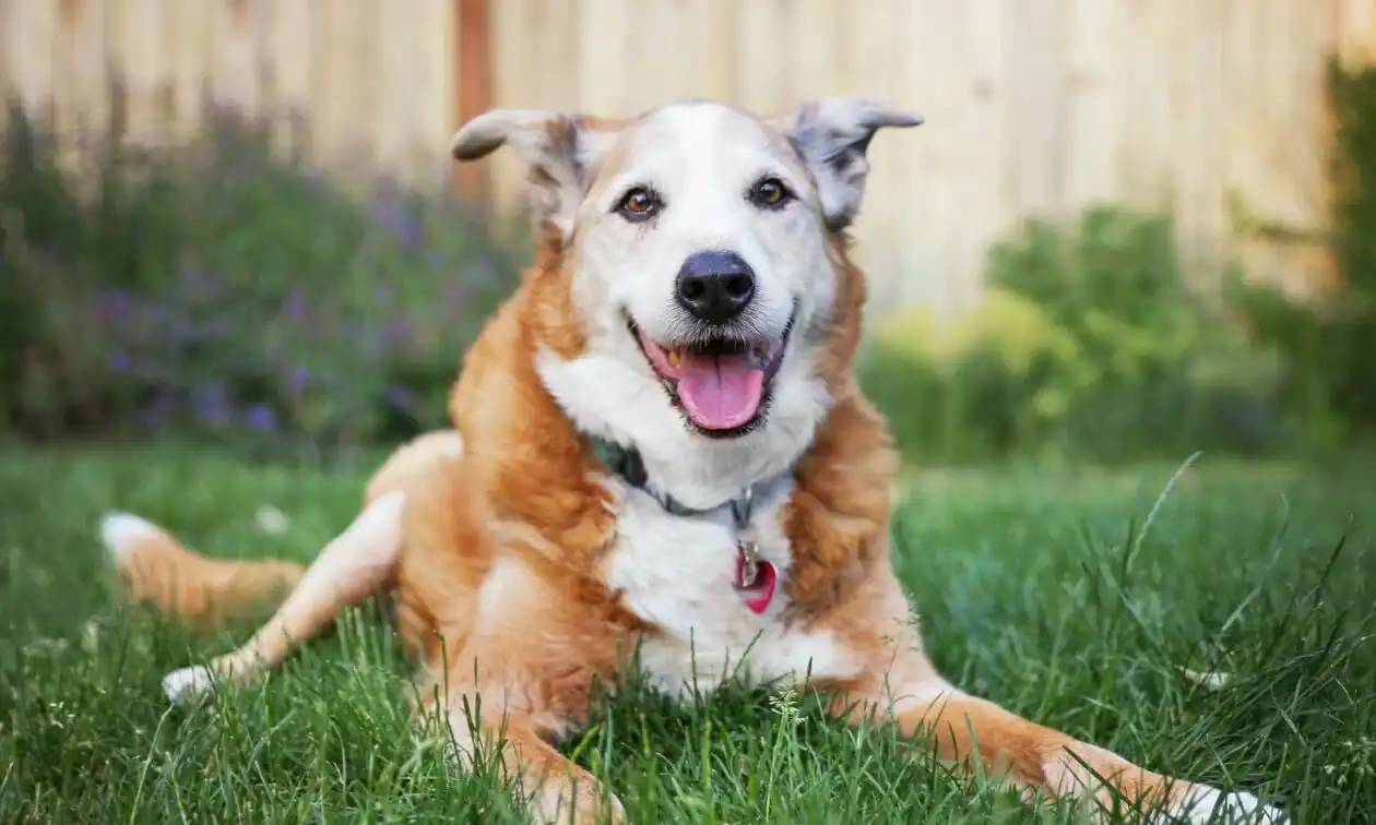 Senior dog