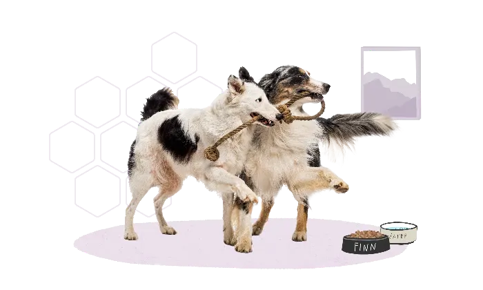 Enjoy Time With Other Dogs