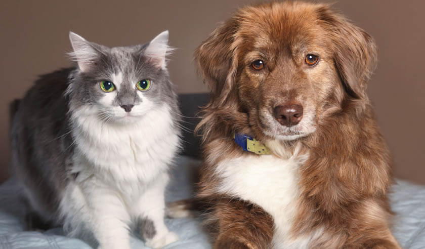 Is Pet Insurance Worth It & How Does It Work?