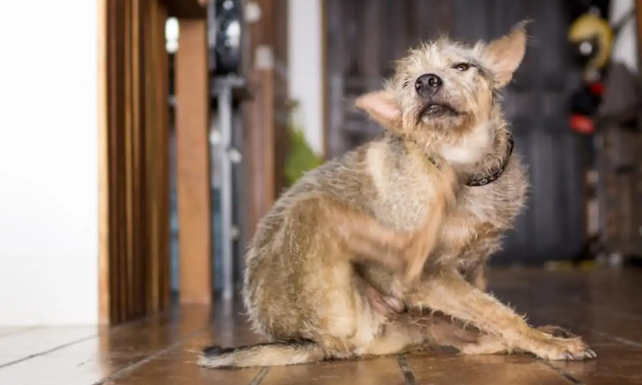 Dog itching his ear