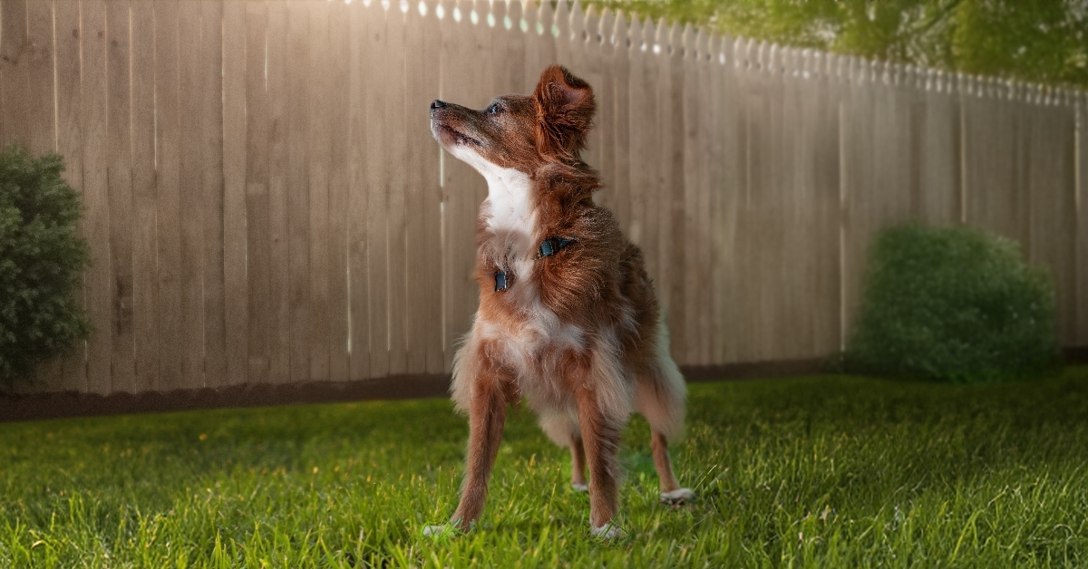 www.apoqueldogs.com