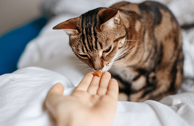 A person feeding a cat on a bed.