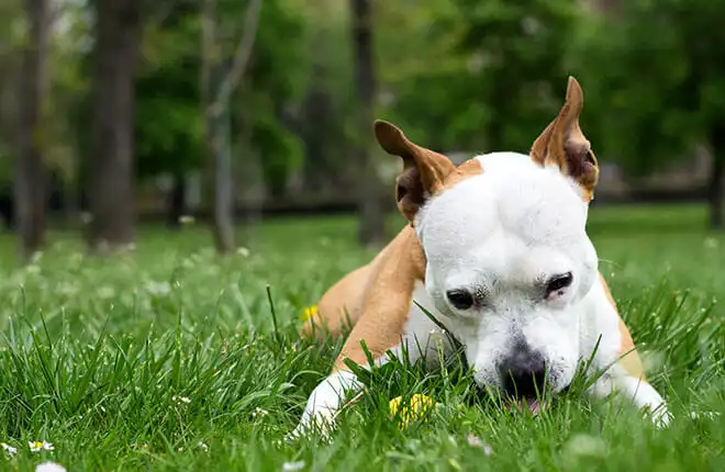 A brown and white dog laying in the grass.