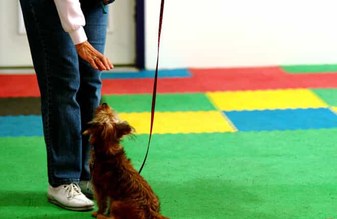 A small brown dog standing on top of a green carpet.