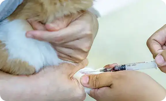 A person is giving a dog a shot.