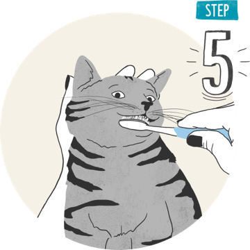  How to brush cats teeth step 5