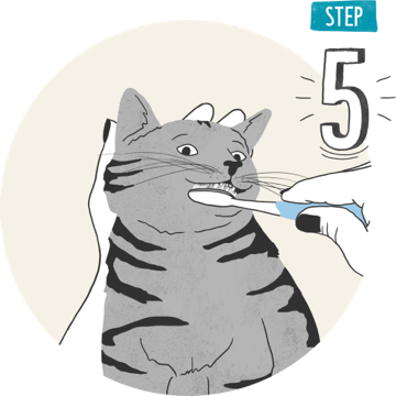 How to brush cats teeth step 5