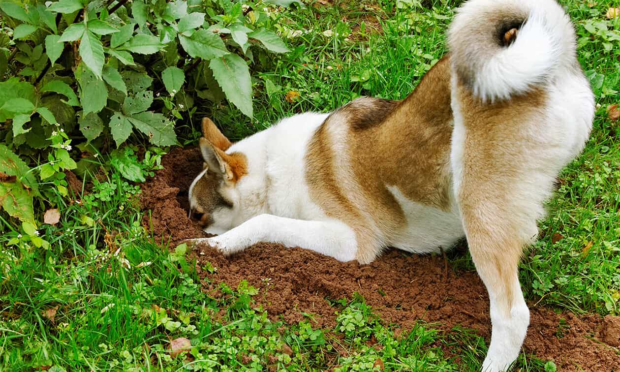 A brown and white dog digging a hole outside.