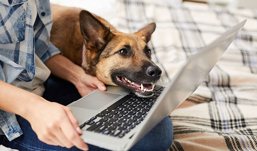 Veterinary Telehealth: Everything You Should Know