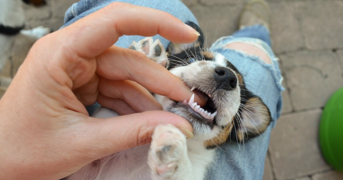 All About Puppy Teeth | Zoetis Petcare