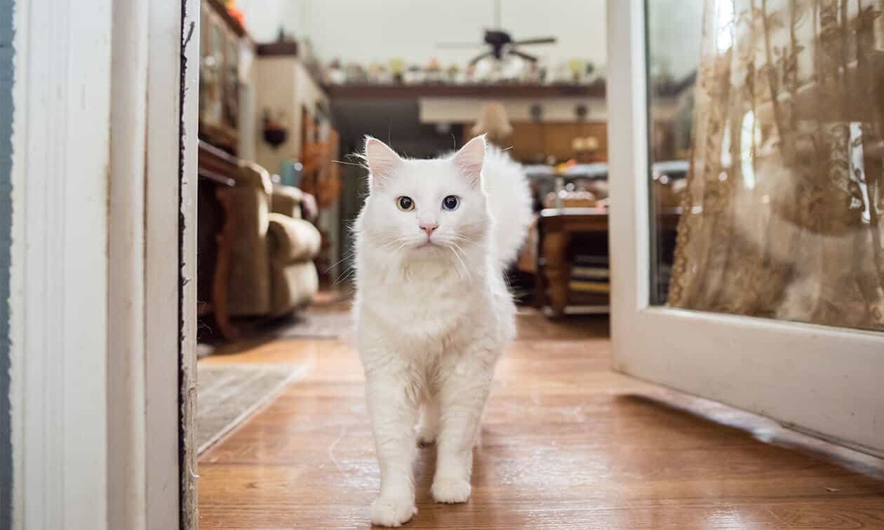 A white cat standing in a doorway looking at the camera.