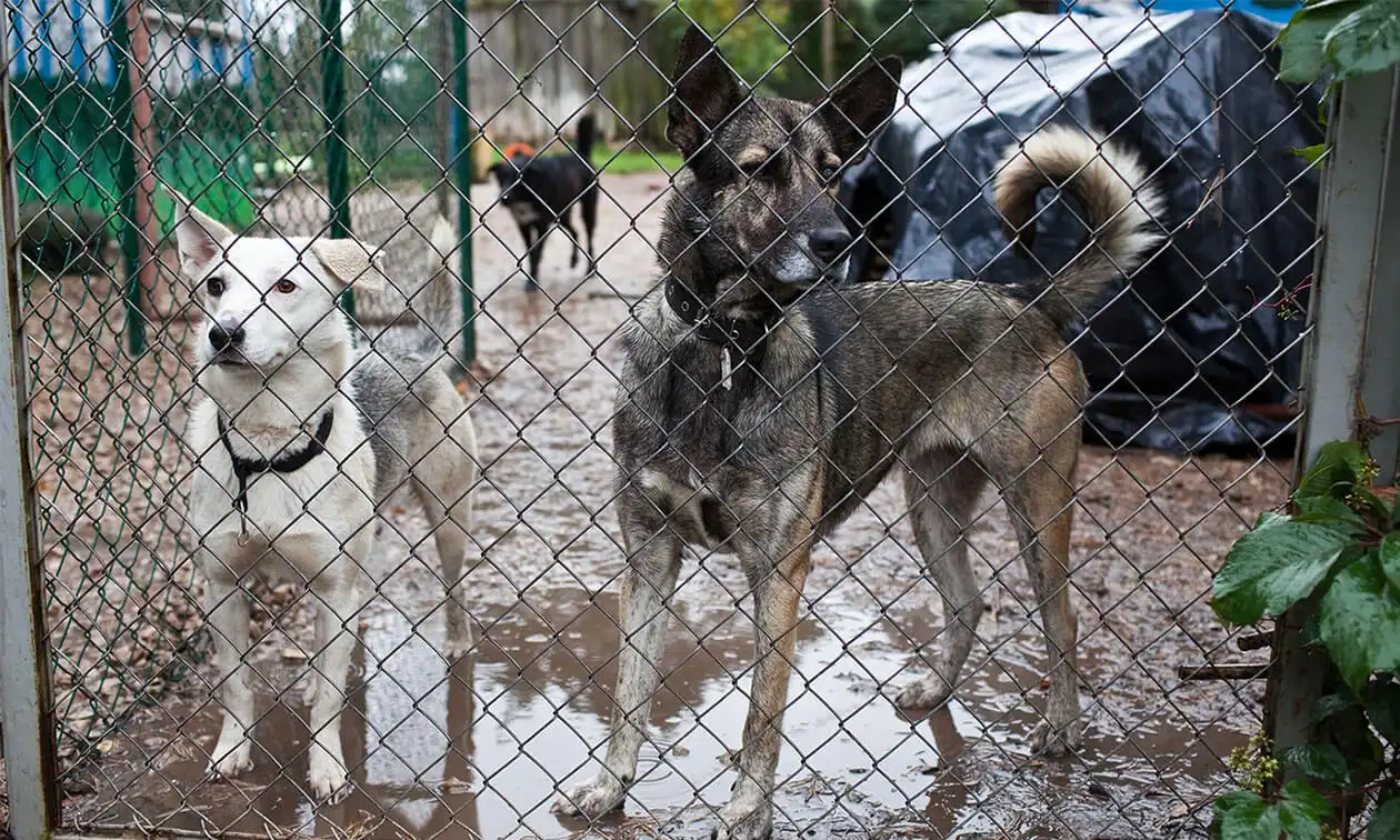 A couple of dogs that are standing in the dirt.