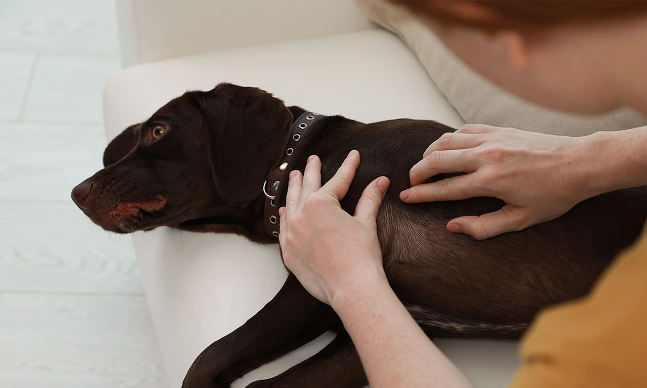 A person petting a dog on the back of a couch.