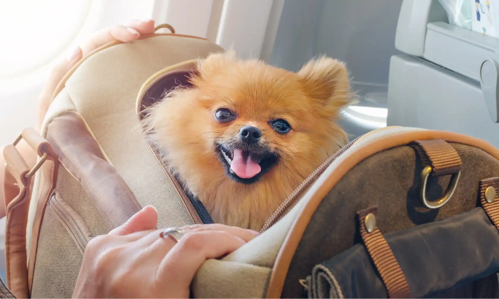 Small dog in a bag