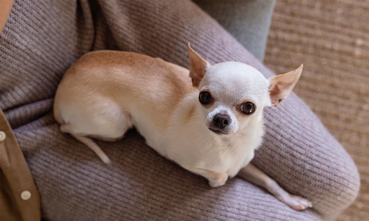 A Chihuahua laying on a woman's lap.