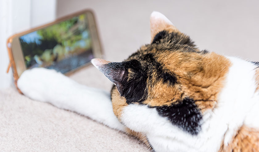 Using Technology with Your Cat