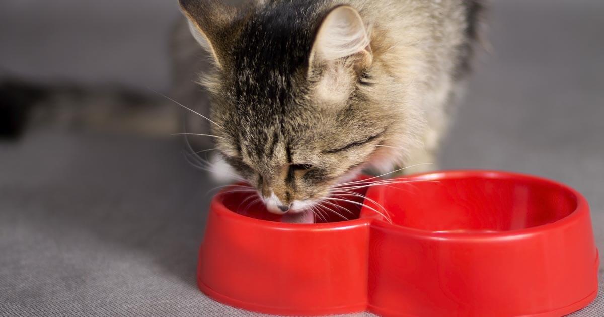 chat intolérant au lactose