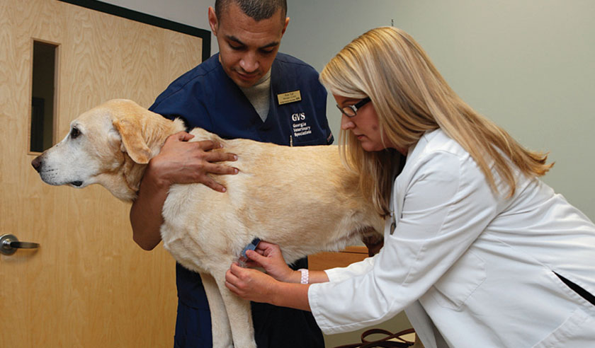 The Importance of Point-of-Care Testing for Your Pet’s Health