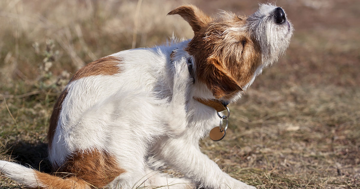 Why Is My Dog Itching? | Zoetis Petcare