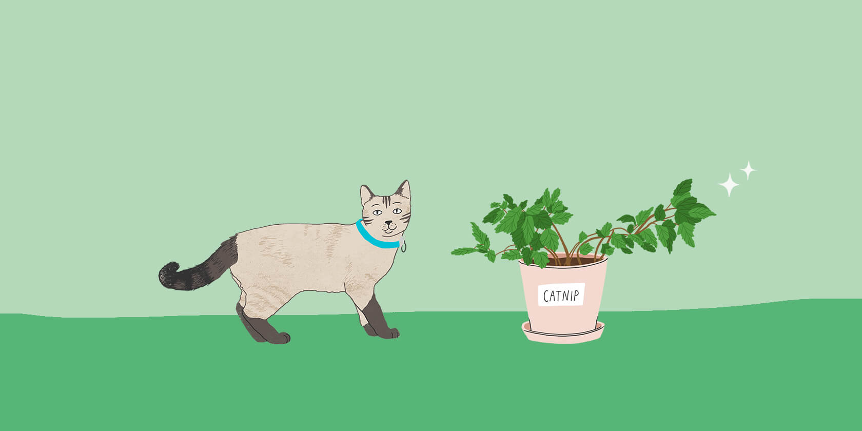 Cat next to a catnip plant