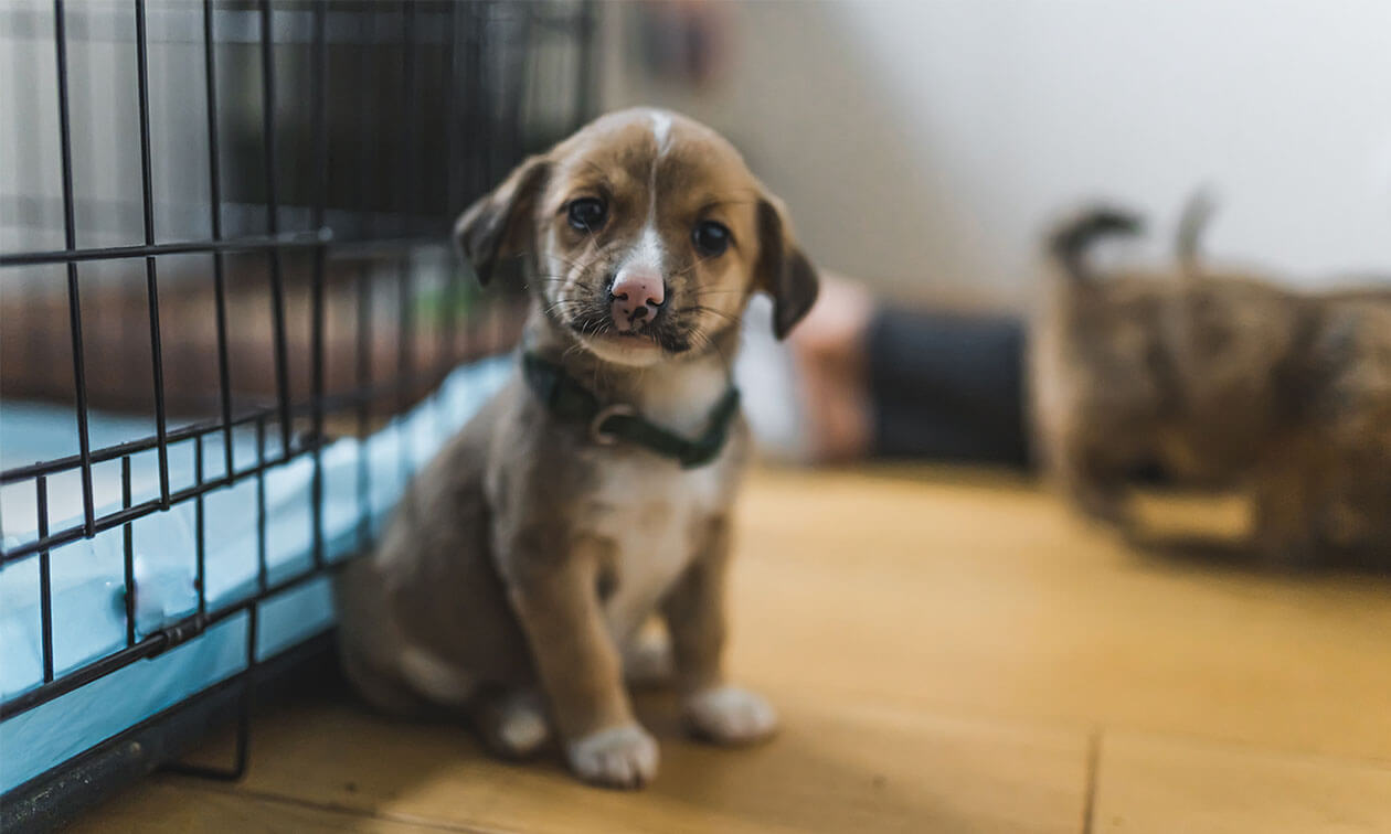 A puppy sitting on the floor in front of a cage.