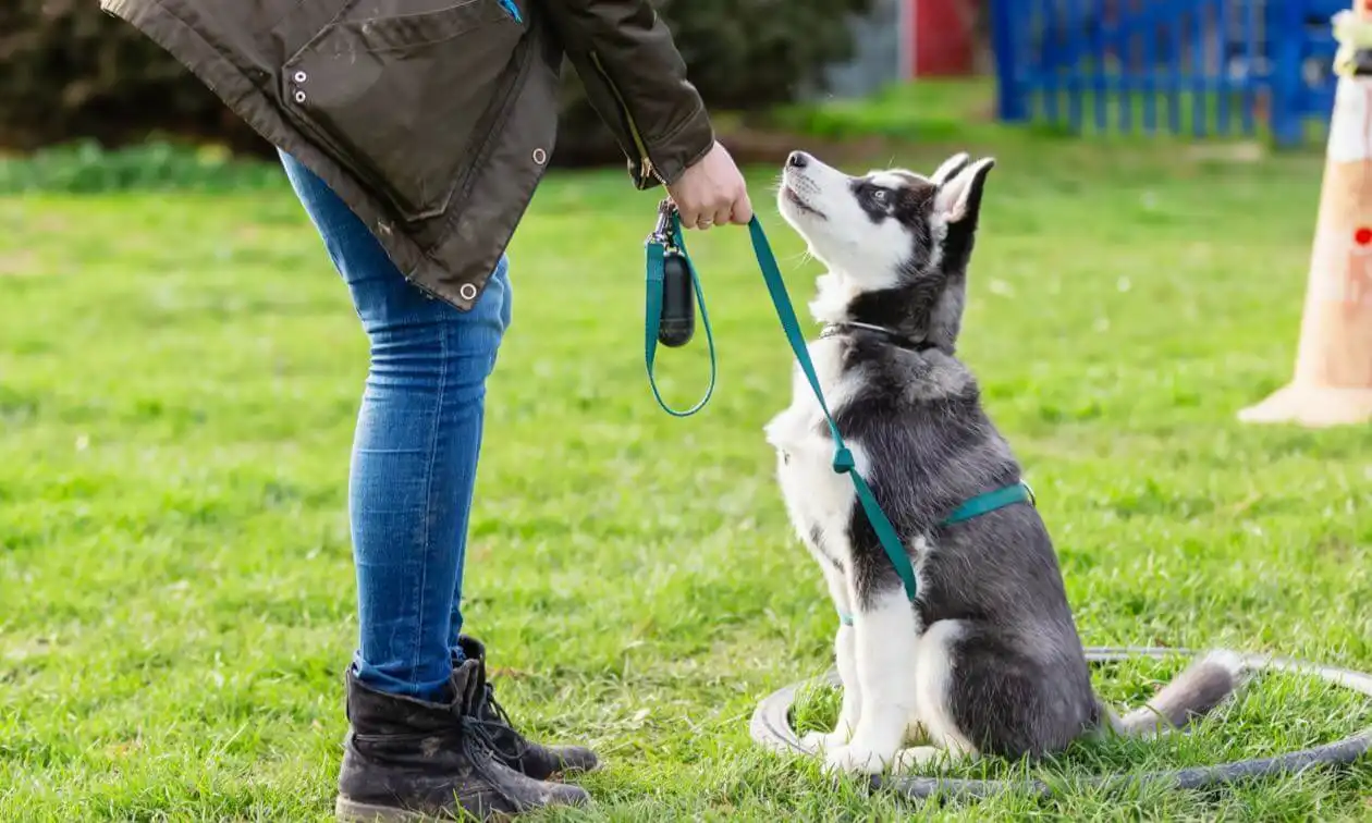 A woman holding a leash to a dog on a leash.