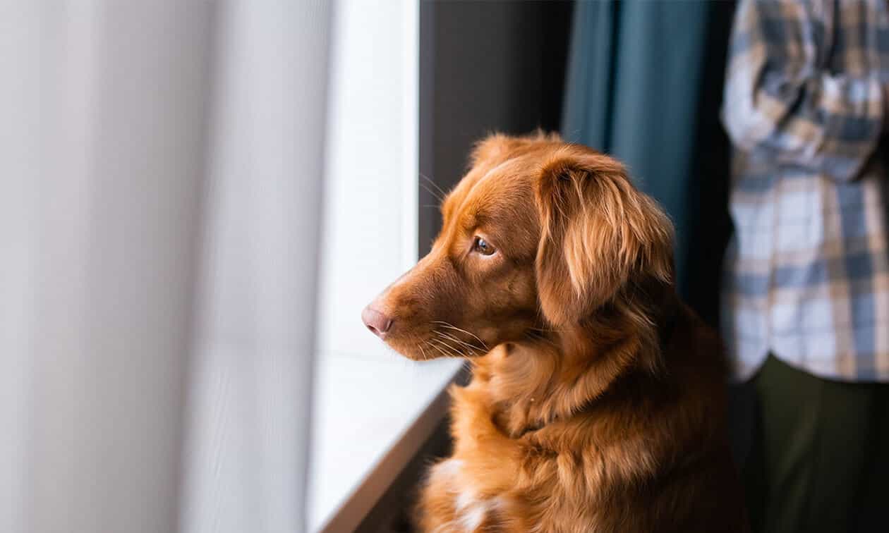 A dog looking out a window.