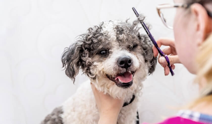 What to Expect at Your Dog’s Professional Grooming Appointment