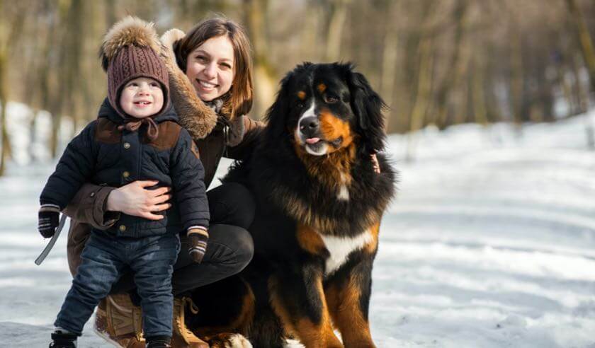 The Best Dogs for Cold Weather Climates