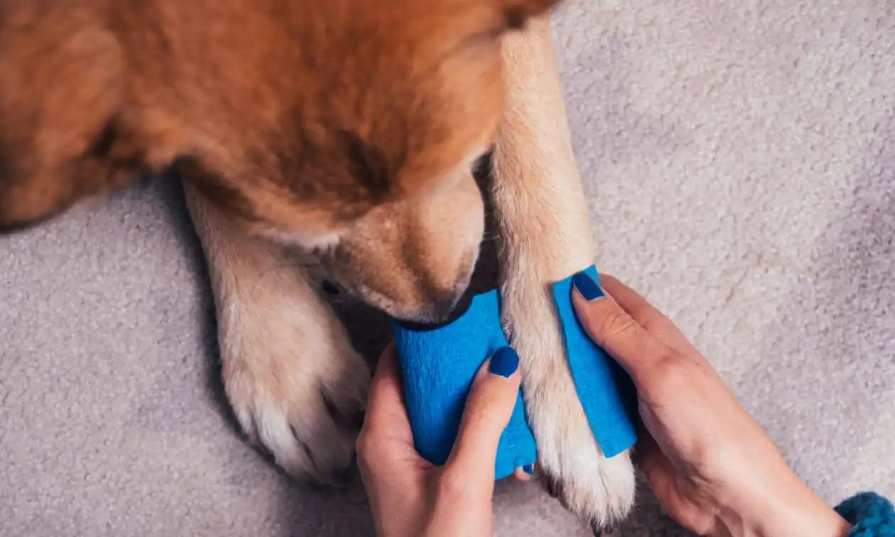 A woman holding a dog's paws