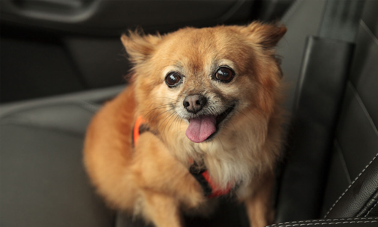 A small brown dog sitting in the back seat of a car.