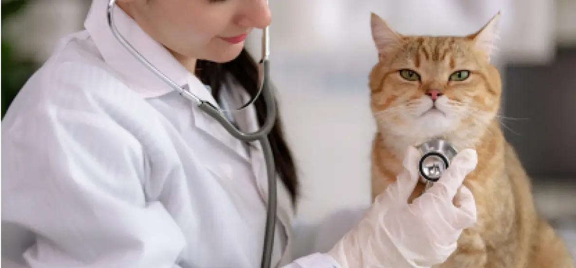 With Each Eligible Solensia Purchase, Earn Rewards to Help Pay for Future Vet Care