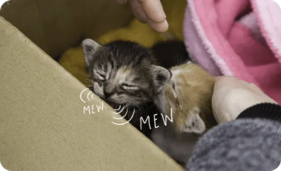 Two small kittens in a box