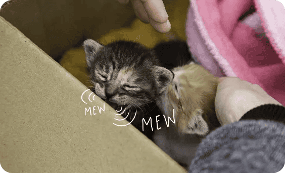 Two small kittens in a box