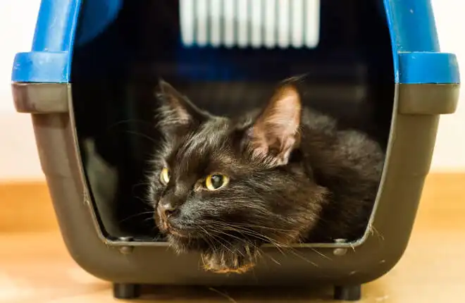 A close up of a cat in a litter box.