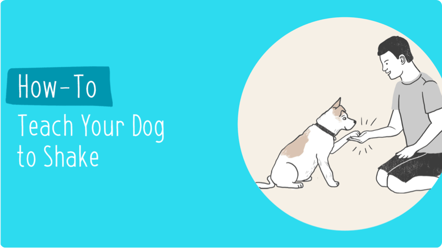 How-To Teach Your Dog to Shake
