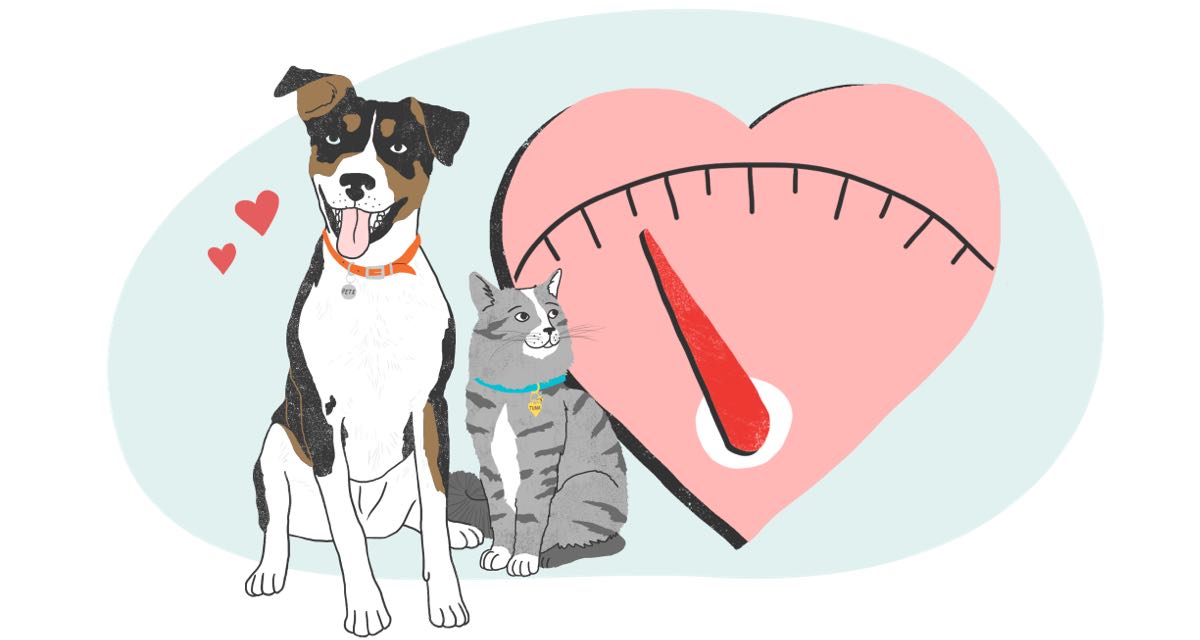 Dog and cat with heart health meter