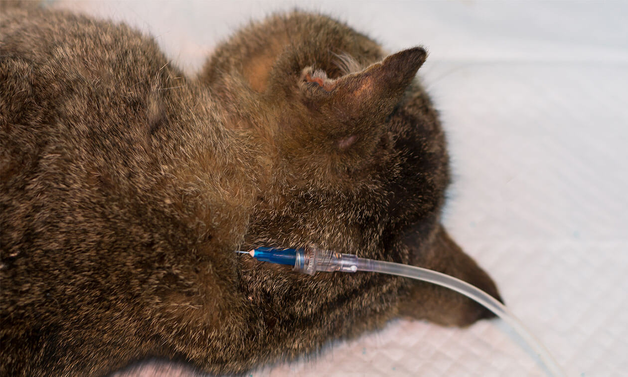 A cat laying on top of a white blanket.