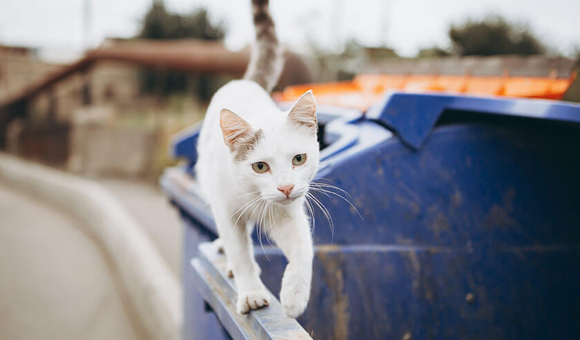 Taking in Stray Cats